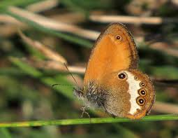 Attēlu rezultāti vaicājumam “Coenonympha arcania underside”