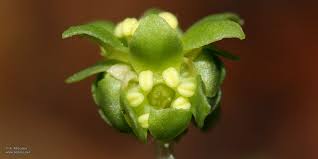 Attēlu rezultāti vaicājumam “Adoxa moschatellina flower”