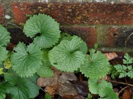 Attēlu rezultāti vaicājumam “Alliaria petiolata leaf”