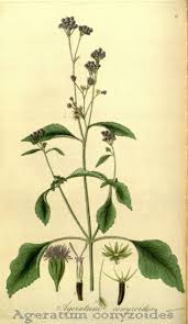 Image result for Ageratum conyzoides