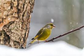 Attēlu rezultāti vaicājumam “Chloris chloris male”