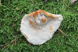 Attēlu rezultāti vaicājumam “Postia leucomallella”