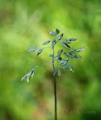 Attēlu rezultāti vaicājumam “Poa humilis”