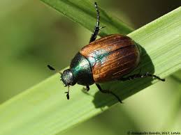 Attēlu rezultāti vaicājumam “Anomala dubia”