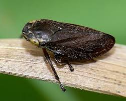 Attēlu rezultāti vaicājumam “Aphrophoridae”