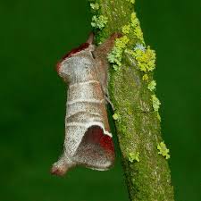 Attēlu rezultāti vaicājumam “Semioscopis avellanella imago”