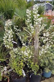 Attēlu rezultāti vaicājumam “Philadelphus lemoinei”