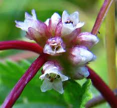Attēlu rezultāti vaicājumam “Cuscuta europaea flower”