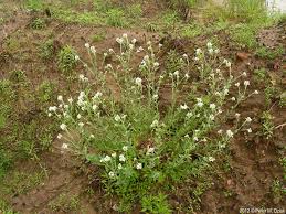 Attēlu rezultāti vaicājumam “Berteroa incana fruit”