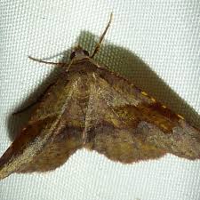 Attēlu rezultāti vaicājumam “Plagodis pulveraria”