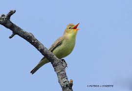 Attēlu rezultāti vaicājumam “Hippolais icterina”