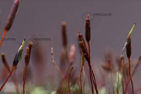 Attēlu rezultāti vaicājumam “Physcomitrium pyriforme sporophyte”