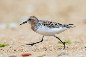 Image result for Calidris ruficollis