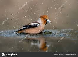 Attēlu rezultāti vaicājumam “Coccothraustes coccothraustes”