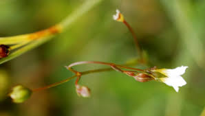 Attēlu rezultāti vaicājumam “Linum catharticum flower”