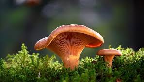 Attēlu rezultāti vaicājumam “Lactarius deliciosus”