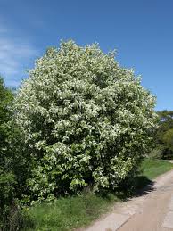 Attēlu rezultāti vaicājumam “Padus avium”