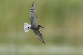 Attēlu rezultāti vaicājumam “Chlidonias niger”