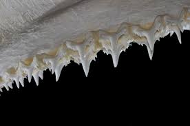 Image result for Odontaspis ferox