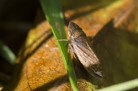Attēlu rezultāti vaicājumam “Planaphrodes sp.”
