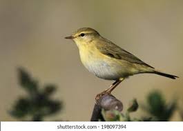 Image result for Hippolais polyglotta