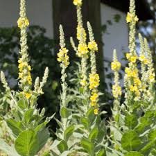 Attēlu rezultāti vaicājumam “Verbascum thapsus leaf”