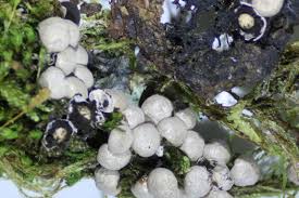 Attēlu rezultāti vaicājumam “Diderma subincarnatum plasmodium”