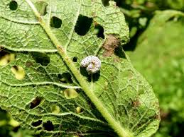 Attēlu rezultāti vaicājumam “Tenthredo scrophulariae larva”