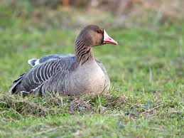 Attēlu rezultāti vaicājumam “Anser albifrons adult”