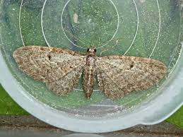 Attēlu rezultāti vaicājumam “Eupithecia tenuiata”