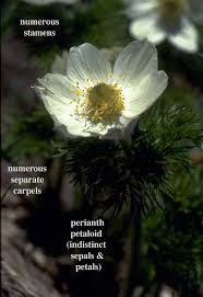 Attēlu rezultāti vaicājumam “Ranunculaceae”