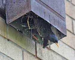 Attēlu rezultāti vaicājumam “Sturnus vulgaris nest”
