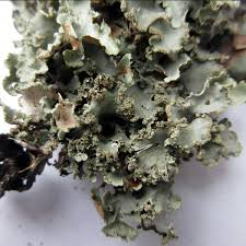 Attēlu rezultāti vaicājumam “Cetrelia olivetorum”