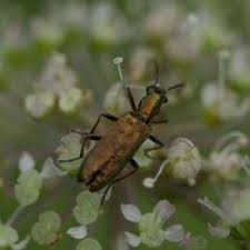 Attēlu rezultāti vaicājumam “Chrysanthia geniculata”