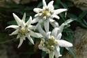 From Sarah, With Joy: E is for Edelweiss