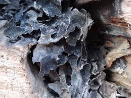 Attēlu rezultāti vaicājumam “Leptogium saturninum”