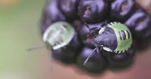 Attēlu rezultāti vaicājumam “Palomena prasina nymph”