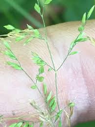 Attēlu rezultāti vaicājumam “Poa pratensis fruit”