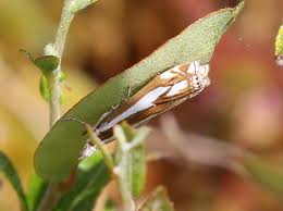 Attēlu rezultāti vaicājumam “Crambus hamella”
