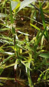 Attēlu rezultāti vaicājumam “Sparganium minimum”