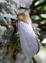 Attēlu rezultāti vaicājumam “Hepialus humuli male”