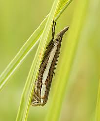 Attēlu rezultāti vaicājumam “Crambus silvella”