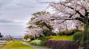 Image result for Blossom Way Sports & Social Club