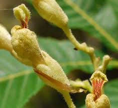 Attēlu rezultāti vaicājumam “Aesculus flava bud”