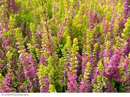 Attēlu rezultāti vaicājumam “Calluna vulgaris”