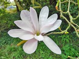 Attēlu rezultāti vaicājumam “Magnolia x loebneri”