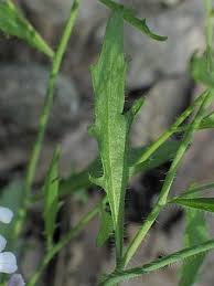 Attēlu rezultāti vaicājumam “Cardaminopsis arenosa leaf”