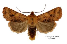 Attēlu rezultāti vaicājumam “Conistra rubiginea”