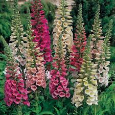 Attēlu rezultāti vaicājumam “Digitalis purpurea flower”