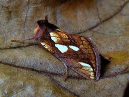 Attēlu rezultāti vaicājumam “Plusia festucae”